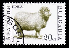 Domestic Sheep (Ovis ammon aries), Domesticated animals serie, circa 1991 royalty free stock photography Domestic Sheep (Ovis ammon aries), Domesticated animals serie, circa 1991 royalty free stock photography