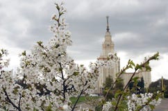 Moscow State University. Blooming Apple Tree. Royalty Free Stock Photos