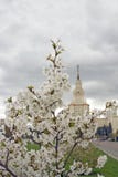 Moscow State University. Blooming Apple Tree. Stock Photos