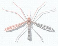 Mosquito estilizado Inseto com ornamento arte linear Ilustração do vetor de um mosquito Zentangle Parasita da praga ilustração stock Mosquito estilizado Inseto com ornamento arte linear Ilustração do vetor de um mosquito Zentangle Parasita da praga ilustração stock
