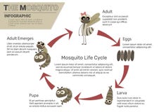 Mosquito Life Cycle stock illustration Mosquito Life Cycle stock illustration