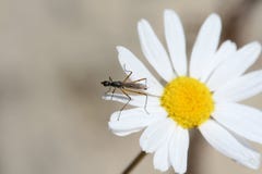 Mosquito On A Flower Royalty Free Stock Image