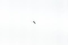 Mosquito pequeno vista da parte inferior no branco imagem de stock royalty free Mosquito pequeno vista da parte inferior no branco imagem de stock royalty free