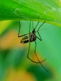Mosquito que protege em uma folha imagens de stock royalty free Mosquito que protege em uma folha imagens de stock royalty free