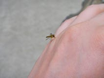 Mosquito sucking blood on a hand royalty free illustration Mosquito sucking blood on a hand royalty free illustration