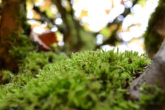 Moss In Fall royalty free stock photo Moss In Fall royalty free stock photo
