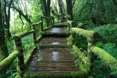 Moss Around The Wooden Walkway In Rain Forest Royalty Free Stock Photography Moss Around The Wooden Walkway In Rain Forest Royalty Free Stock Photography