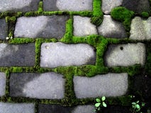 Moss Green Accumulates Around The Grey Bricks. Royalty Free Stock Images Moss Green Accumulates Around The Grey Bricks. Royalty Free Stock Images