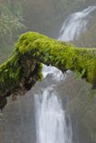 Mossy Branch And Waterfall Stock Images Mossy Branch And Waterfall Stock Images