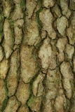 Mossy Tree Bark of Pine Tree stock image Mossy Tree Bark of Pine Tree stock image