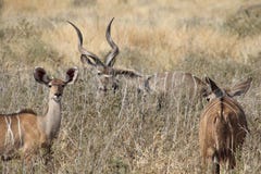 Male antelope after getting food at ruaha national park tanzania royalty free stock image Male antelope after getting food at ruaha national park tanzania royalty free stock image