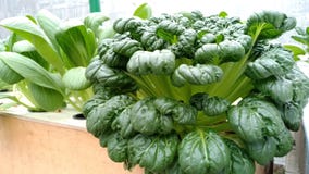 Mosterdpagode met hydroponic systeem stock afbeelding Mosterdpagode met hydroponic systeem stock afbeelding