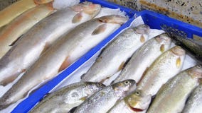 Mostra com os peixes de mar frescos no gelo no mercado de rua vídeos de arquivo Mostra com os peixes de mar frescos no gelo no mercado de rua vídeos de arquivo