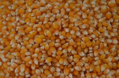 mot bakgrund isolerad kernelpopcornwhite arkivfoton mot bakgrund isolerad kernelpopcornwhite arkivfoton