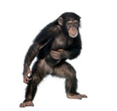 mot barn för bakgrundsschimpanswhite arkivbild mot barn för bakgrundsschimpanswhite arkivbild