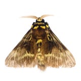 Moth Royalty Free Stock Photography