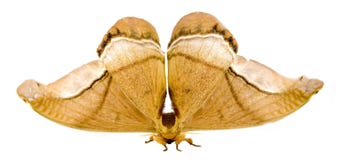 Moth Royalty Free Stock Images
