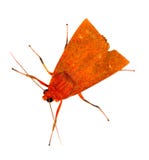 Moth Royalty Free Stock Image