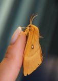 Moth on hand, beautiful night butterfly on a female hand on a blue background. stock photos Moth on hand, beautiful night butterfly on a female hand on a blue background. stock photos