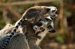 Mother And Baby Lemur Royalty Free Stock Photo