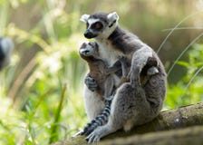 Mother And Baby Ring-tailed Le Stock Images