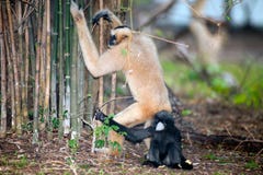 Mother And Son Of Northern White Cheeked Gibbon Nomascus Leucogenys . Royalty Free Stock Photos Mother And Son Of Northern White Cheeked Gibbon Nomascus Leucogenys . Royalty Free Stock Photos