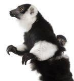 Mother and baby Black-and-white ruffed lemur, Varecia variegata subcincta, 7 years old and 2 months old royalty free stock image Mother and baby Black-and-white ruffed lemur, Varecia variegata subcincta, 7 years old and 2 months old royalty free stock image