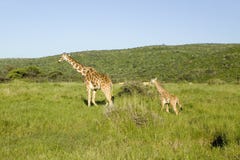 Mother and baby Masai Giraffe in green grass of Lewa Wildlife Conservancy, North Kenya, Africa Stock Photos Mother and baby Masai Giraffe in green grass of Lewa Wildlife Conservancy, North Kenya, Africa Stock Photos