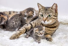Mother cat and cute baby kitten cat stock photo Mother cat and cute baby kitten cat stock photo