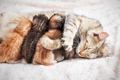 Mother Cat Nursing Baby Kittens Stock Photo