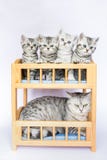 Mother Cat With Four Youngs In Bed Royalty Free Stock Photography