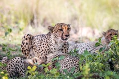 Mother Cheetah and cubs feeding on an Impala stock image Mother Cheetah and cubs feeding on an Impala stock image