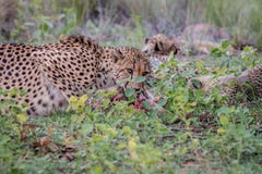 Mother Cheetah with cubs feeding on an Impala stock images Mother Cheetah with cubs feeding on an Impala stock images