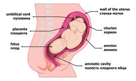 Mother and child in human prenatal pregnancy