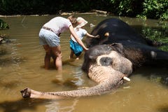 Mother with children caressing Asian elephant in captivity, chained, abused for attracting tourists royalty free stock images Mother with children caressing Asian elephant in captivity, chained, abused for attracting tourists royalty free stock images