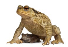 Mother Common toad and her baby, bufo bufo Stock Image Mother Common toad and her baby, bufo bufo Stock Image