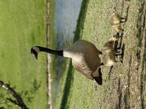 Mother Goose Royalty Free Stock Photos