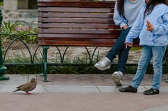 Mother and her little daughter sitting on a bench looking at a pigeon royalty free stock images Mother and her little daughter sitting on a bench looking at a pigeon royalty free stock images