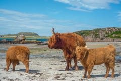 Mother Highland Cow With Baby Cows on the Beach in Scotland royalty free stock images Mother Highland Cow With Baby Cows on the Beach in Scotland royalty free stock images