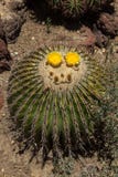Mother-in-law’s cactus, Mexican Golden Barrel Cactus royalty free stock images Mother-in-law’s cactus, Mexican Golden Barrel Cactus royalty free stock images