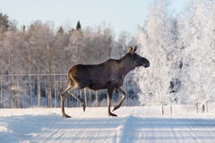 Mother Moose crossing a winter road in Sweden Royalty Free Stock Photos Mother Moose crossing a winter road in Sweden Royalty Free Stock Photos