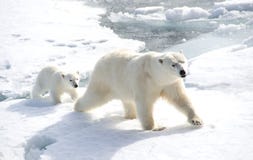 Mother polar bear and cub
