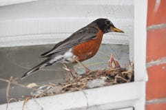 Mother Robin Bird Feeding Her Babies at a Nest royalty free stock photo Mother Robin Bird Feeding Her Babies at a Nest royalty free stock photo