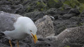 Mother Seagull and Young Baby Bird Chicks