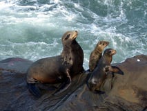 Mother Seal And Pups Stock Image