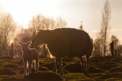 Mother Sheep and its Lamb royalty free stock photos Mother Sheep and its Lamb royalty free stock photos