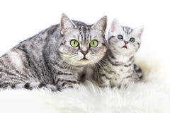 Mother Silver Tabby Cat With Young Kitten Royalty Free Stock Image Mother Silver Tabby Cat With Young Kitten Royalty Free Stock Image