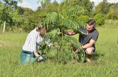Mother teaching adult son planting a new tree and care