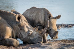 Mother White rhino with a baby calf royalty free stock photo Mother White rhino with a baby calf royalty free stock photo