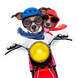 Motorbike couple of dogs